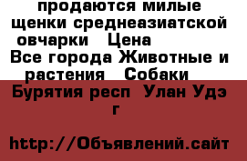 продаются милые щенки среднеазиатской овчарки › Цена ­ 30 000 - Все города Животные и растения » Собаки   . Бурятия респ.,Улан-Удэ г.